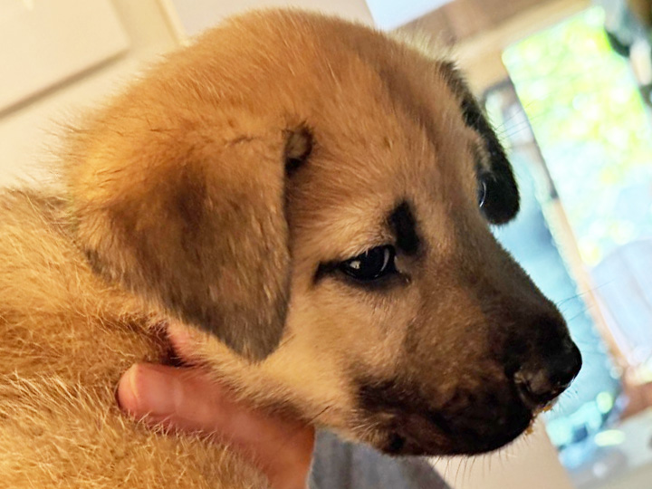 chinook puppy
